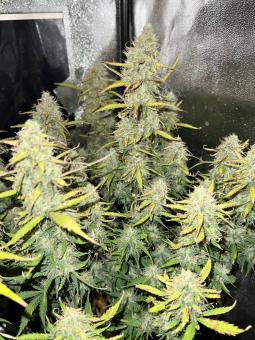 Easy Bud - картинка 1
