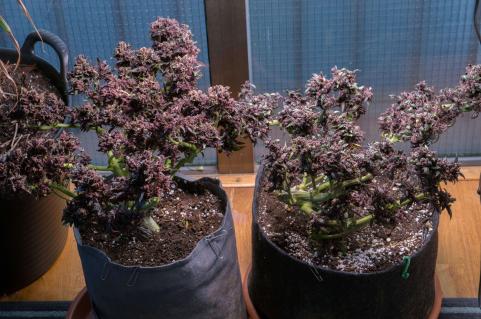 Purple - картинка 8