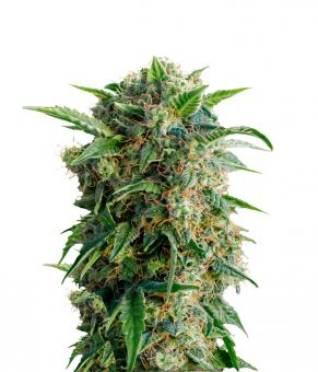 Auto Daiquiri Lime - картинка 4