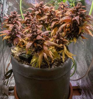 Purple - картинка 3