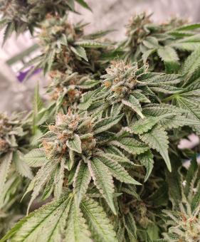 Bubba Island Kush - картинка 2