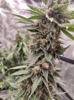 Bubba Island Kush - картинка 7