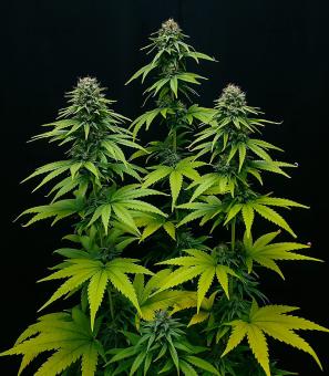 CBG-Force - картинка 1