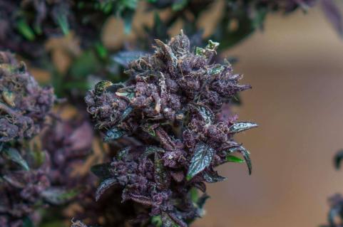 Purple - картинка 6