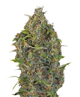 Critical Kush Auto - картинка 5