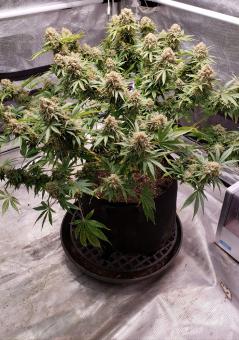 White Widow - картинка 1