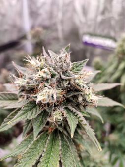 Bubba Island Kush - картинка 6