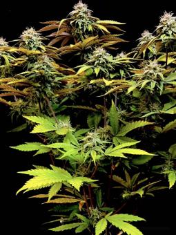 Pineapple Kush - картинка 6
