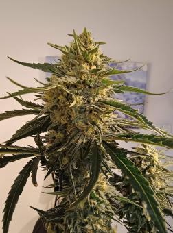 Blue Dream - картинка 4