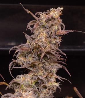 Auto Orange Bud - картинка 6