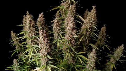 Wedding Glue Auto - картинка 5