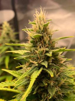 Easy Bud - картинка 8