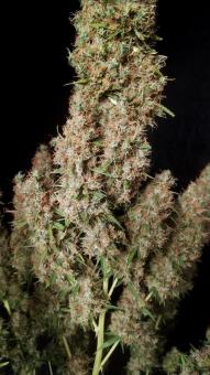 Wedding Glue Auto - картинка 9