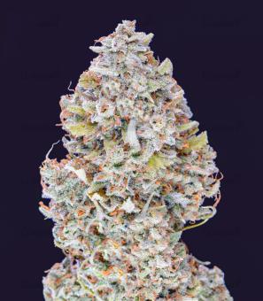 Orange Sherbet Auto - картинка 2