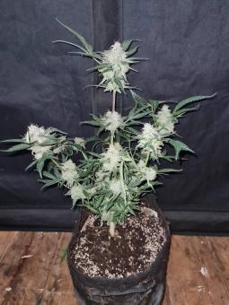 Purple Punch Auto - картинка 4
