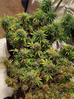 OG Russian genetics - картинка 1