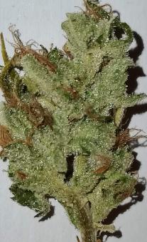 Fat Pete’s Cookies Auto - картинка 7