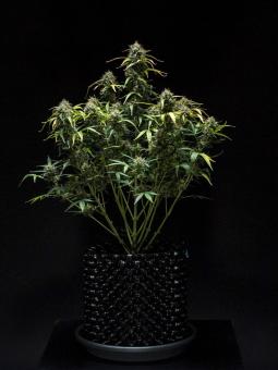 Purple Punch Auto - картинка 5