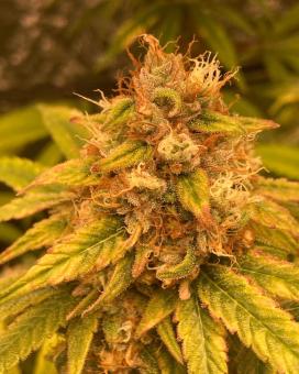 Auto Trichome & Cream - картинка 3