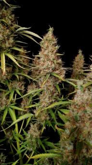 Wedding Glue Auto - картинка 3