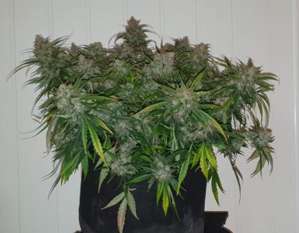 Auto Amnesia Gold - картинка 2