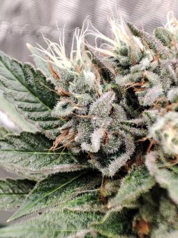 Bubba Island Kush - картинка 5