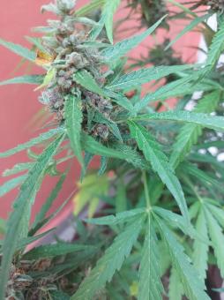 Auto Glue XXL genetics - картинка 3