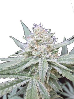Black AK genetics - картинка 1