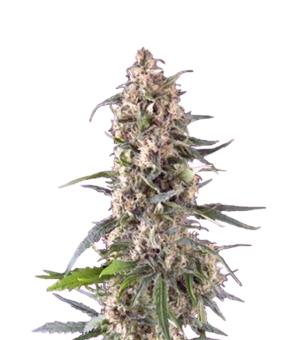 Auto Amnesia Gold - картинка 3