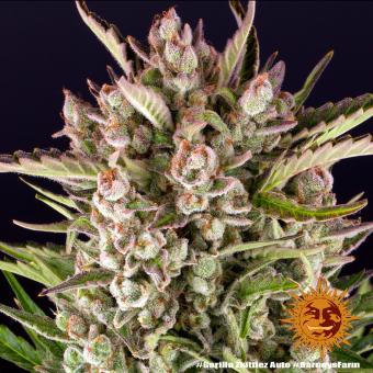 Gorilla Zkittlez Auto - картинка 5