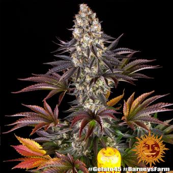 Gelato #45 - картинка 9