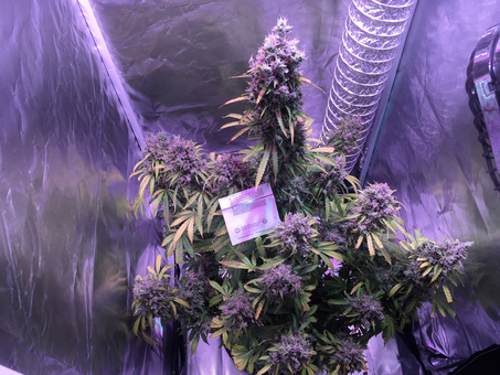 Auto Blueberry - картинка 5