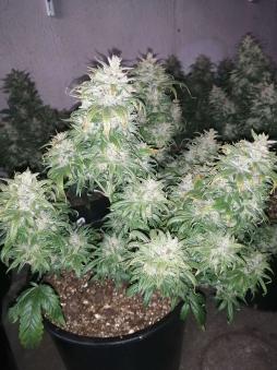 CBD Charlotte’s Angel - картинка 2