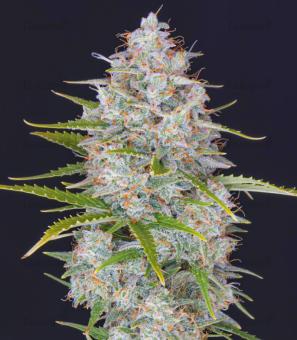 Orange Sherbet Auto - картинка 3