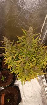 Fat Pete’s Cookies Auto - картинка 3