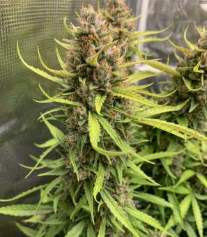 Auto Orange Bud - картинка 2
