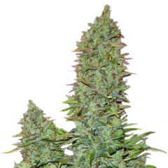 OGRE Auto