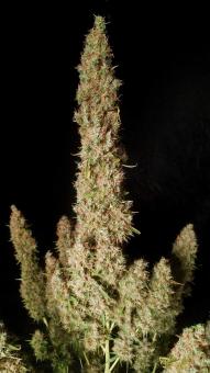 Wedding Glue Auto - картинка 8