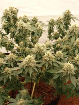 Pineapple Kush - картинка 7