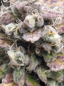 Easy Bud - картинка 2