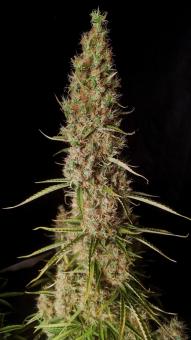 Wedding Glue Auto - картинка 1