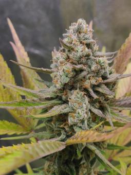 Easy Bud - картинка 6