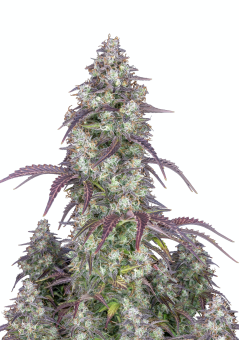 Lemon Pie Auto - картинка 1