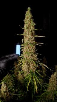 Wedding Glue Auto - картинка 4