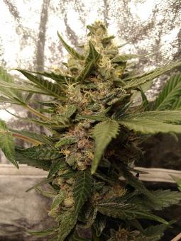 Purple Punch Auto - картинка 1