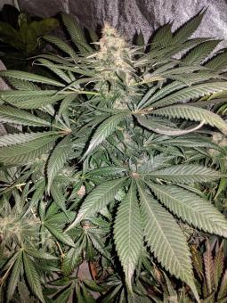 G14 Auto - картинка 1