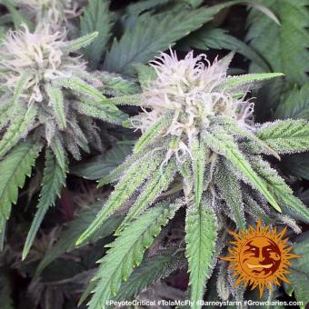 Peyote Critical - картинка 3