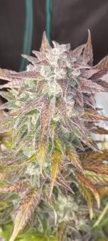 Super Bud Auto - картинка 4