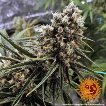 Peyote Critical - картинка 8