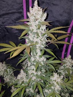Girl Scout Cookies Auto - картинка 1